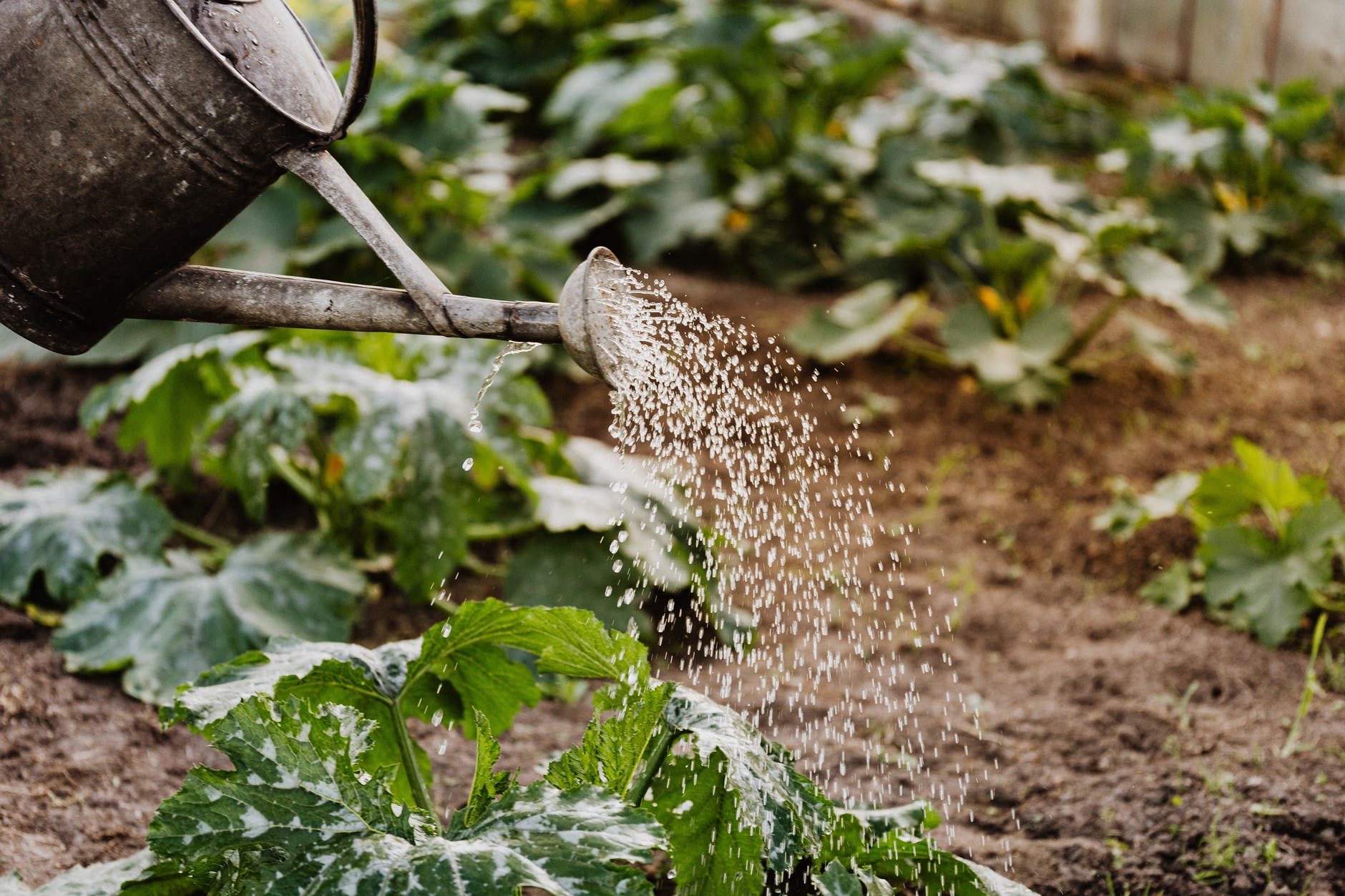 person watering outdoor plants