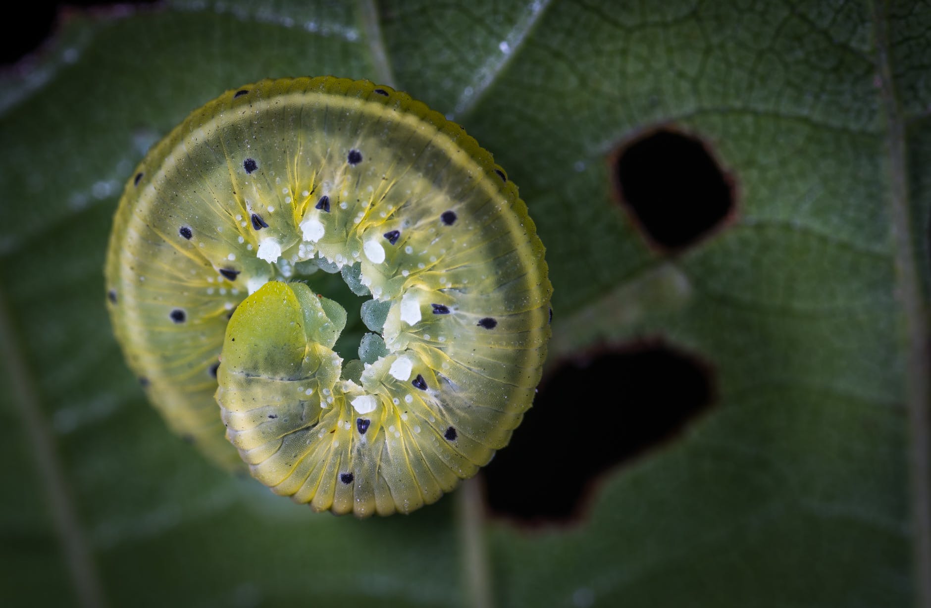 green caterpillar on green leaf plant